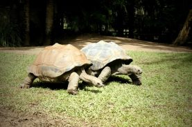Gentle giants ... Goliath and Igloo the Aldabran tortoises.
